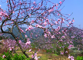 2017今年清明节是几月几号