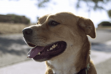 大型犬品种大全带名字